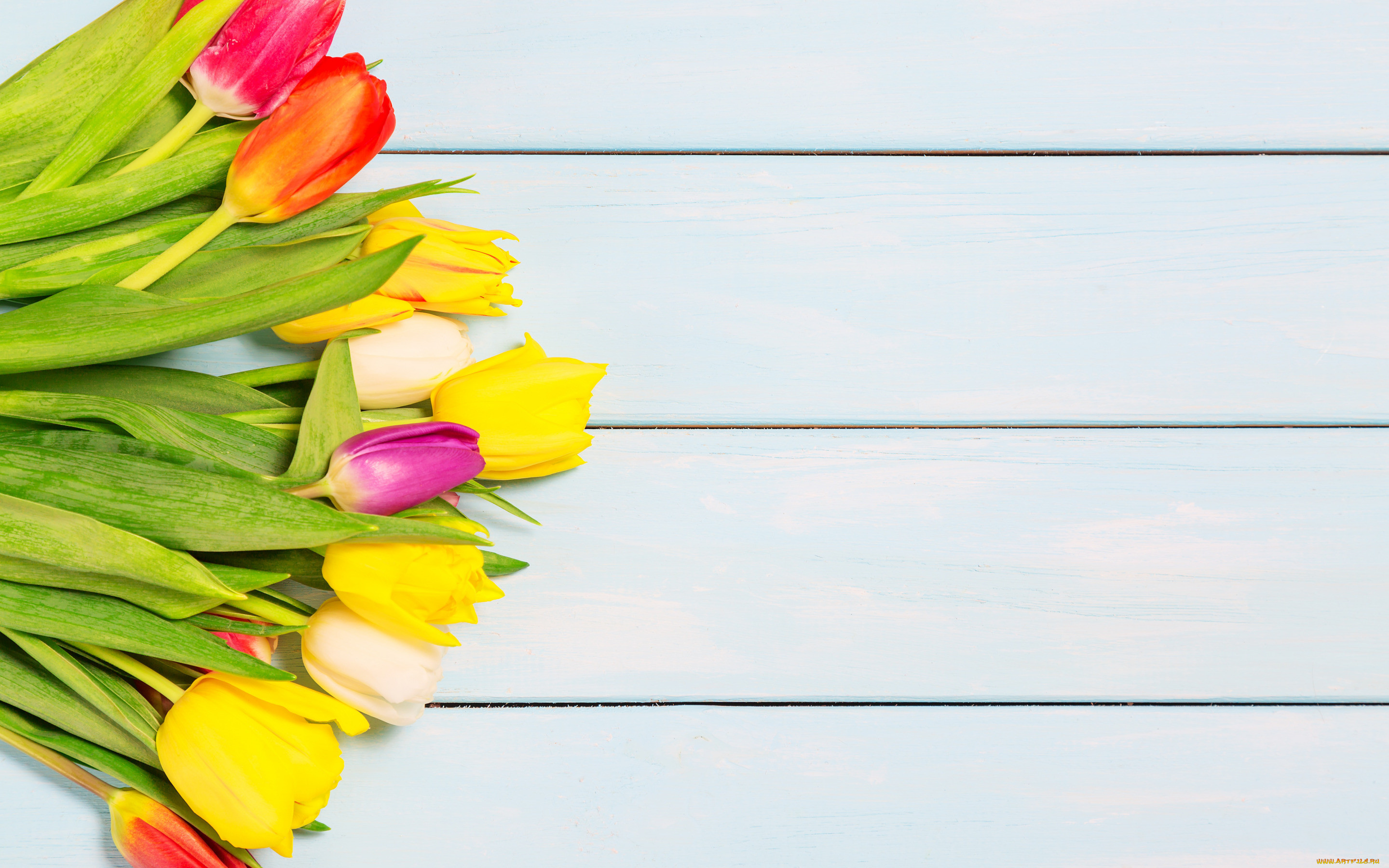 , , colorful, wood, flowers, tulips, spring